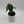 Alocasia Frydek