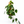 Philodendron Brandi