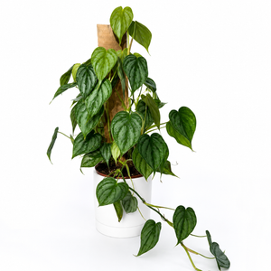 Philodendron Brandi