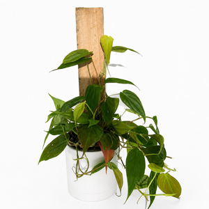 Philodendron Micans