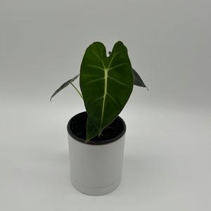 Alocasia Frydek