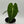 Alocasia Frydek