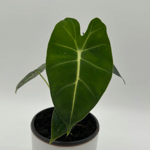 Alocasia Frydek