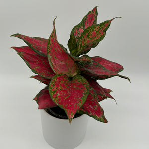 Aglaonema 'Ruby Ray'
