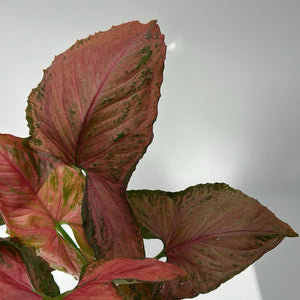 Syngonium ‘Orm Nak Red’