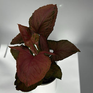 Syngonium ‘Orm Nak Red’