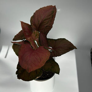 Syngonium ‘Orm Nak Red’