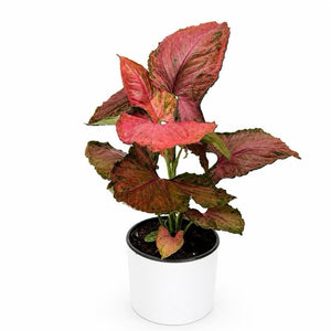 Syngonium ‘Orm Nak Red’