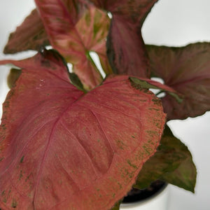 Syngonium ‘Orm Nak Red’