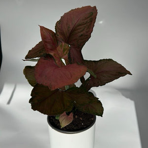 Syngonium ‘Orm Nak Red’