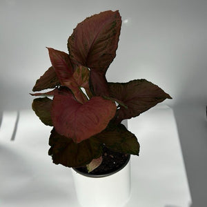 Syngonium ‘Orm Nak Red’