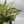 Aglaonema 'Etta Rose'