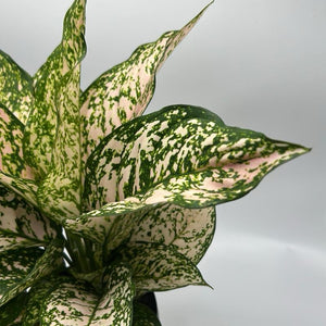 Aglaonema 'Etta Rose'