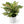 Aglaonema 'Etta Rose'