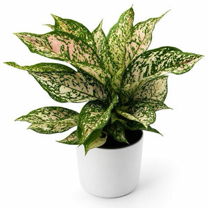 Aglaonema 'Etta Rose'