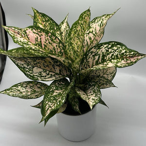 Aglaonema 'Etta Rose'