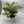 Aglaonema 'Etta Rose'
