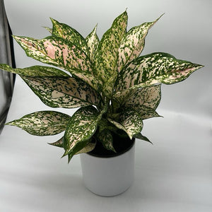 Aglaonema 'Etta Rose'