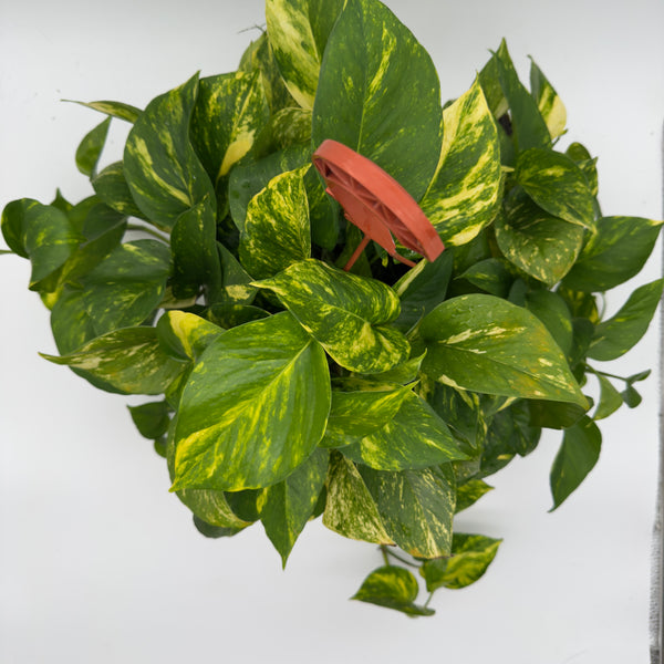 Hawaiian Pothos Hanging Basket