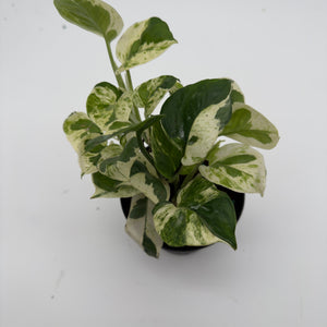 Pothos Pearls and Jade