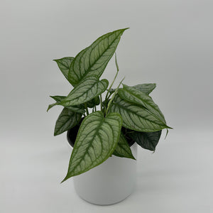 Monstera Siltepecana 'El Salvador'