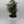 Aralia Ming Stump
