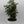 Aralia Ming Stump