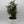 Aralia Ming Stump
