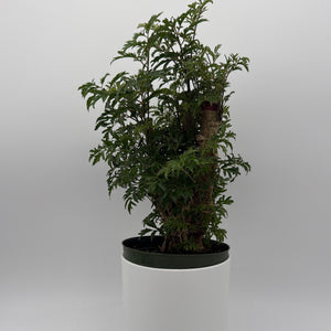 Aralia Ming Stump