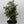 Aralia Ming Stump