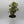 Variegated Aralia Balfouriana
