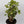 Variegated Aralia Balfouriana