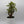 Variegated Aralia Balfouriana