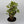 Variegated Aralia Balfouriana