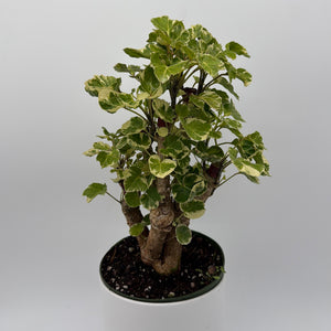 Variegated Aralia Balfouriana