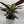 Calathea Grey Star
