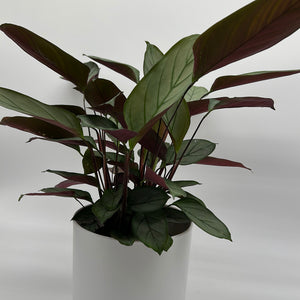 Calathea Grey Star