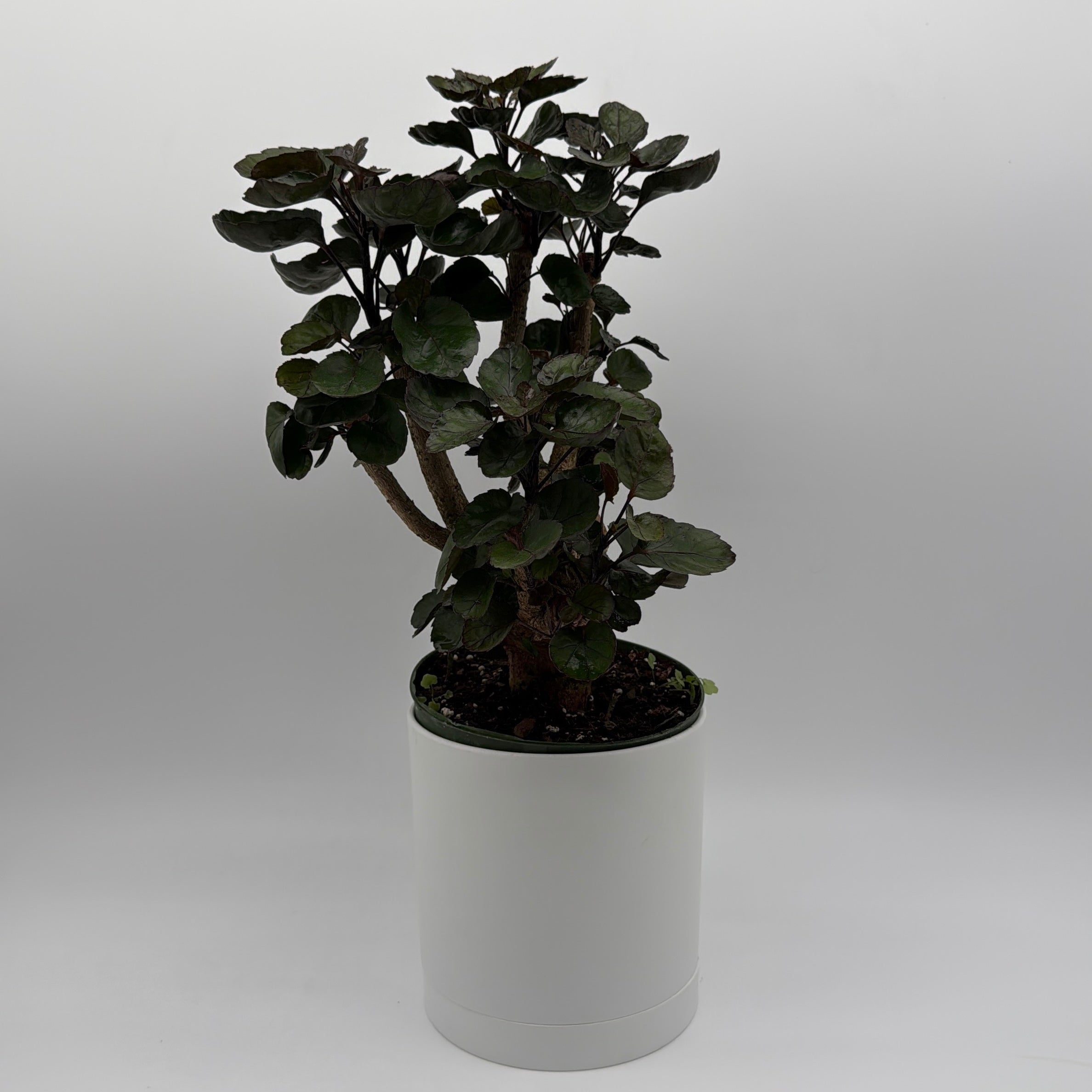aralia plant indoor or outdoor Runo Plants | Indoor Plants