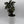 Aralia Fabian Tree