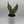 Sansevieria 'Moonshine'