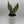 Sansevieria 'Moonshine'