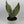 Sansevieria 'Moonshine'