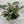 Calathea Grey Star