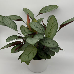 Calathea Grey Star