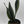 Sansevieria 'Whitney'