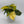Philodendron Brazil