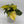 Philodendron Brazil