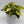 Philodendron Brazil