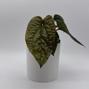 Anthurium Radicans x Luxurians