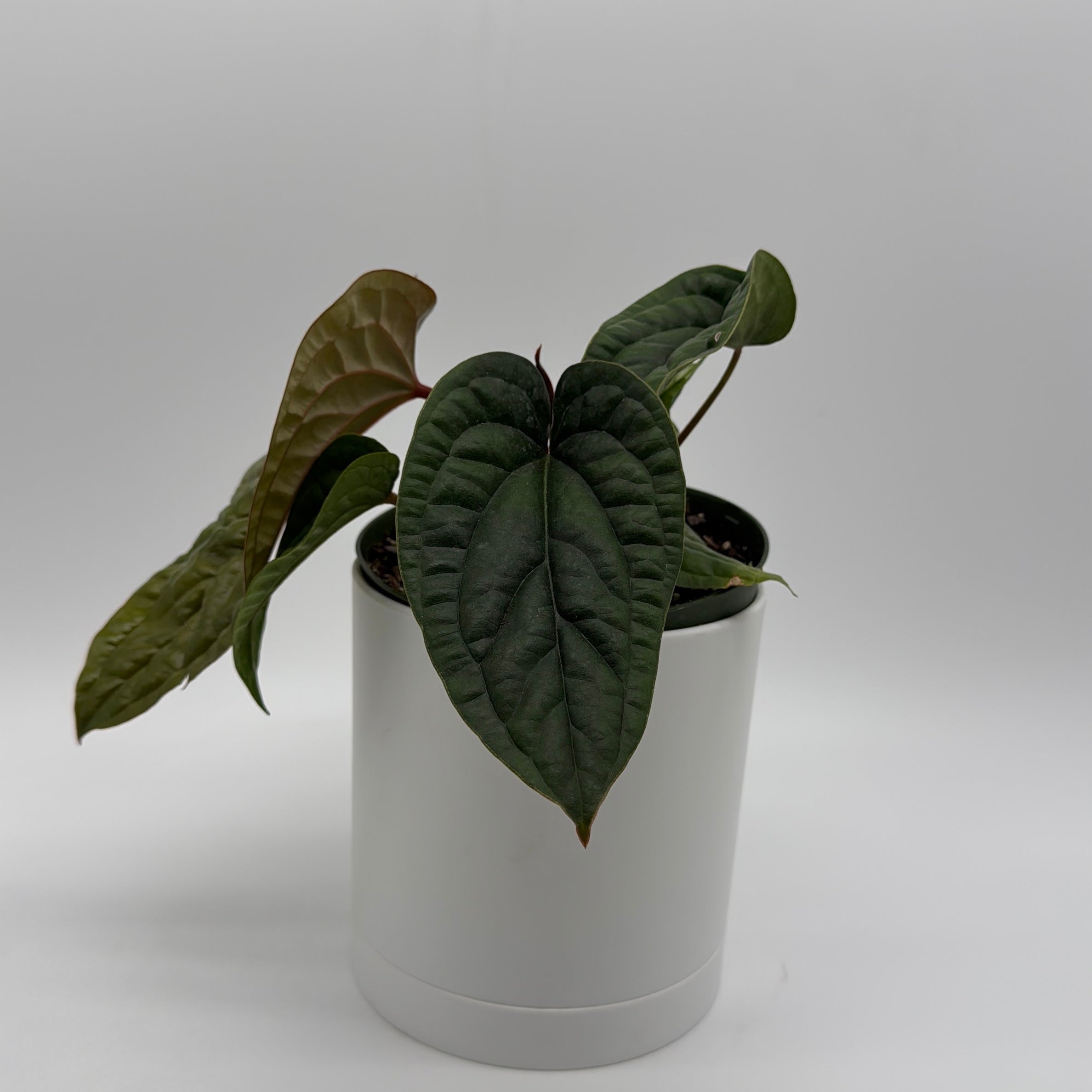 anthurium luxurians x radicans care Anthurium Radicans x Luxurians